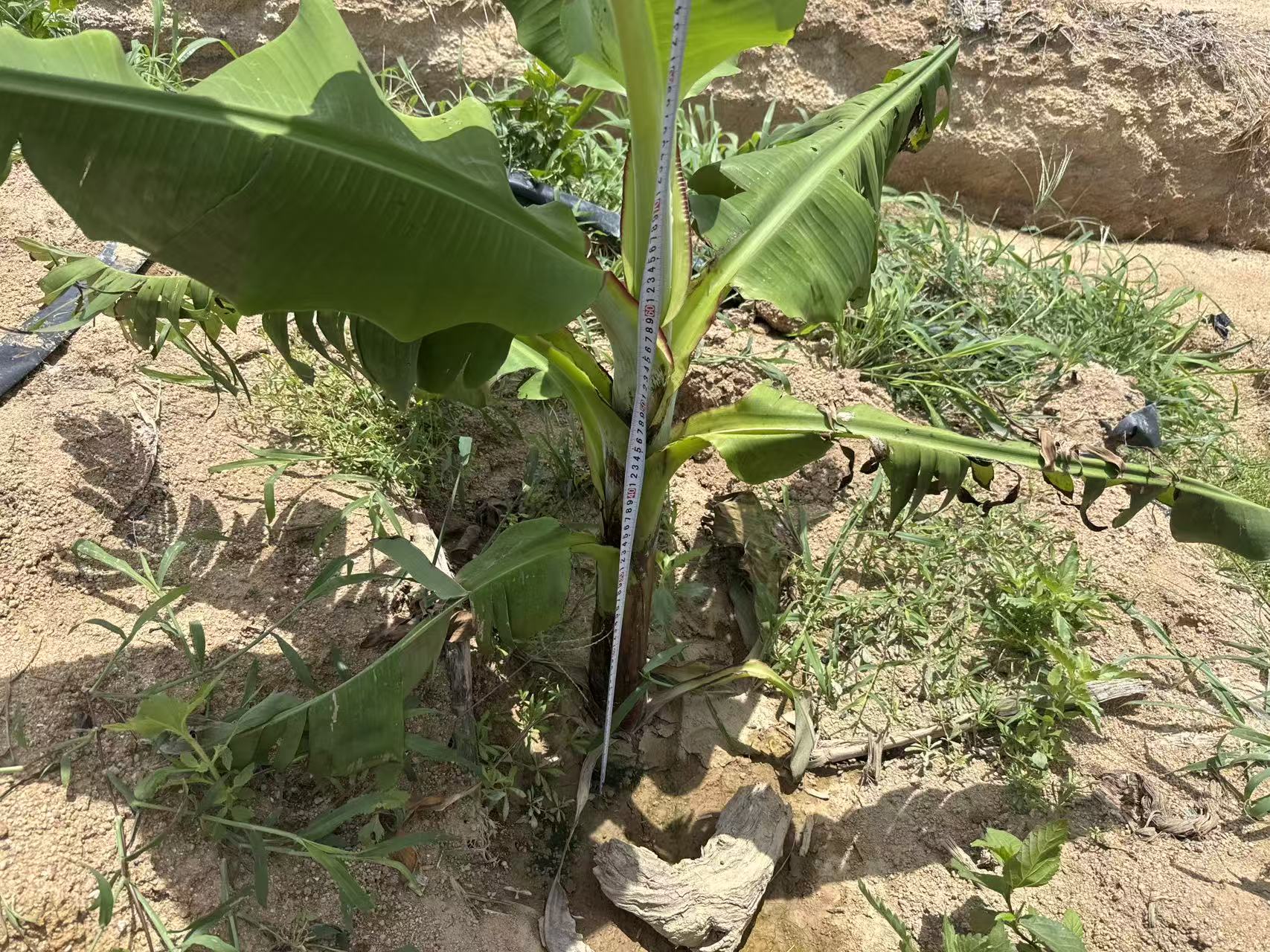 7月10日对照组1号香蕉基线测量现场